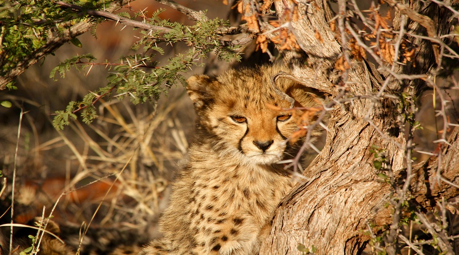 9 day family safari package with zanzibar beach holiday